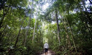 floresta-211016ebc0597