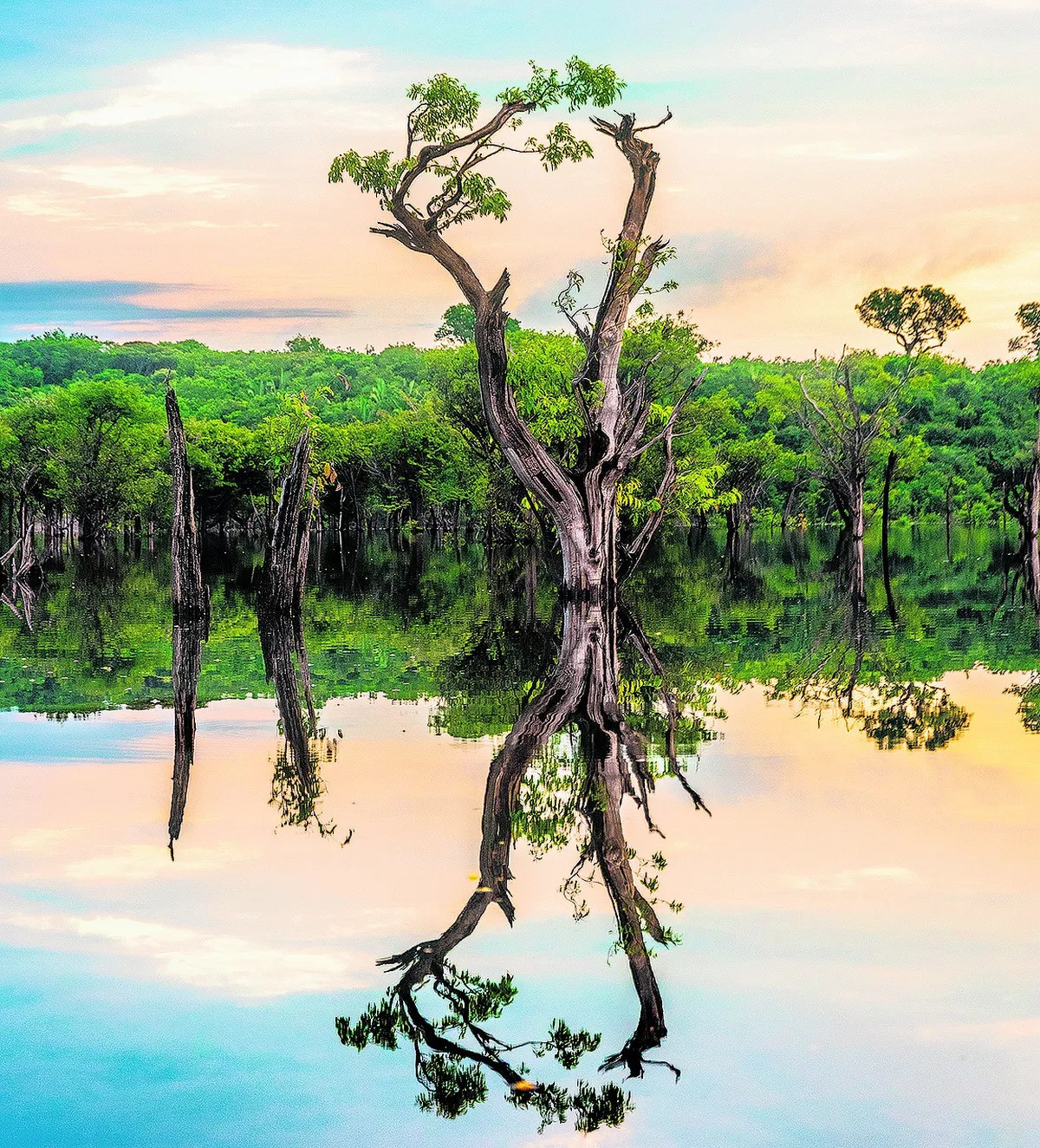 valor-economico-protecao-amazonia