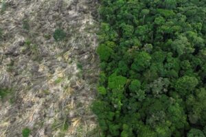 2023-07-05t110211z-1752146069-rc22vy962yry-rtrmadp-3-climate-change-deforestation-companies-Media