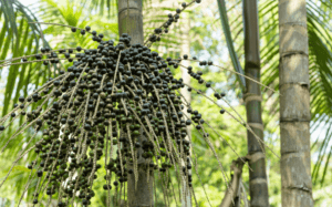 alimentos_da_amazonia