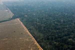 95328631-porto-velho-ro-17-09-2021-desmatamento-e-queimadas-na-floresta-amazonica.-foto-edilso
