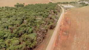 20240607_PT_area-desmatada-soja-mato-grosso_Flavia-Milhorance_Dialogue-Earth-1400x788-1-Media