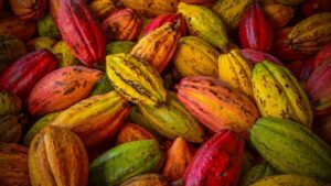 Bancos-Amazonia-Cacau