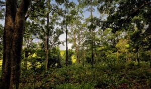 5sbpc-arqueologia-sitio-castanheiras-Igarape-Lago-do-Maraca-r3dim