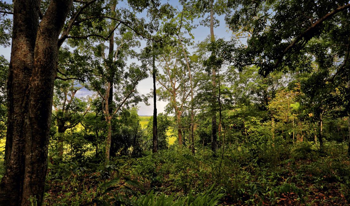 5sbpc-arqueologia-sitio-castanheiras-Igarape-Lago-do-Maraca-r3dim