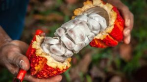 fruto-de-cacau-colhido-na-amazonia-peruan-1720208924630_v2_900x506