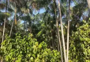 cacau_e_acai_9bf3a62cd3
