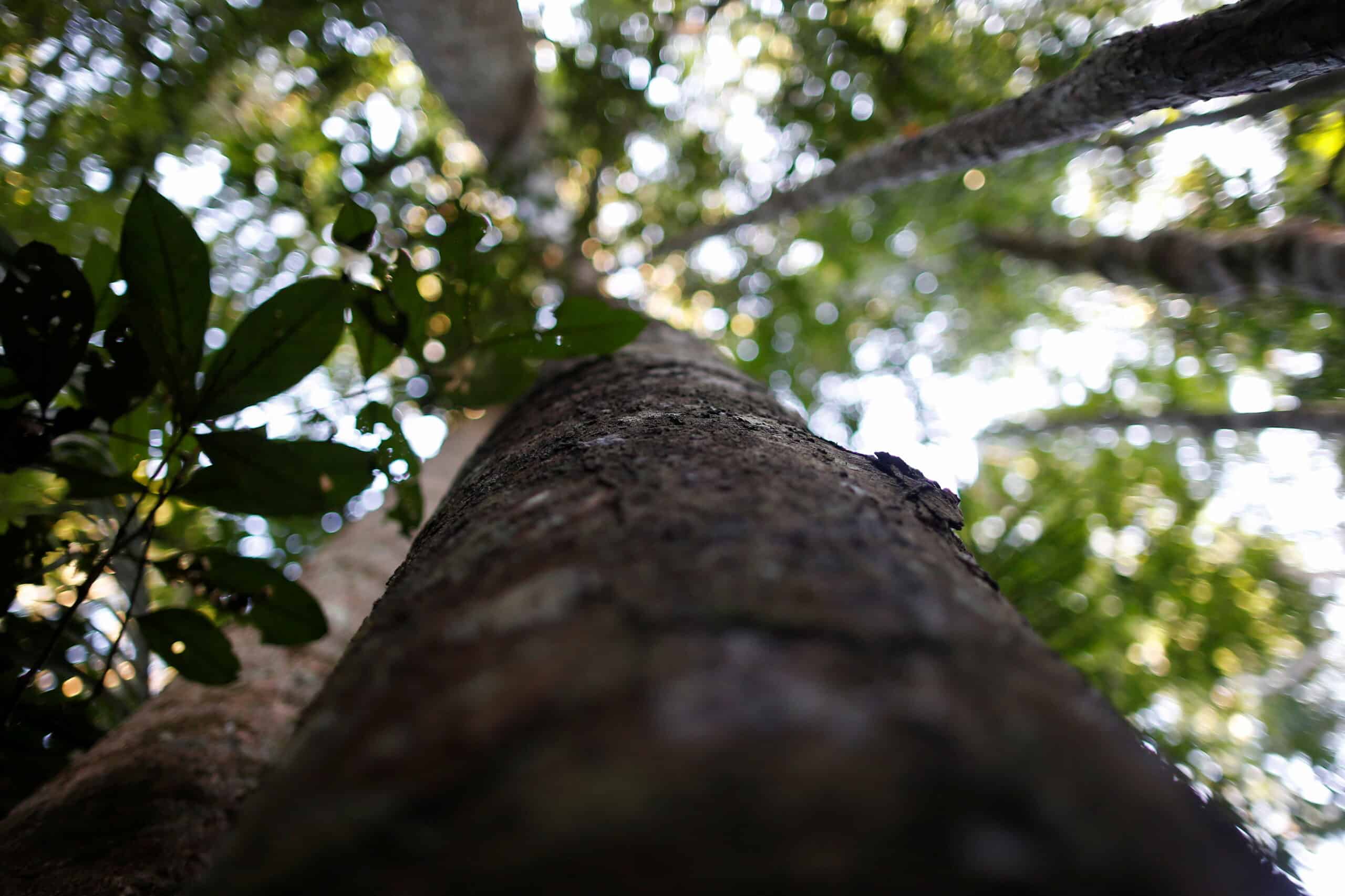 A tree is seen in a forest of wood extraction in the Amazon rainforest