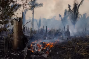 105445383-files-view-of-a-burnt-are-of-the-amazonia-rainforest-in-apui-southern-amazonas-state-b