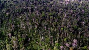 amazonia-original1
