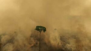 castanheira-resiste-a-queimada-em-area-desmatada-na-estacao-ecologica