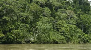 thumbnail_foto-amazonia
