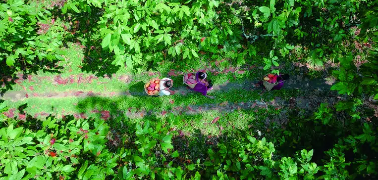 NESsT+Amazon+Bioeconomy+Recommendations+2024_PT