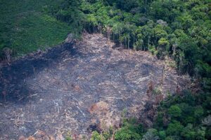 autorizacoes-oficiaismadeira-ilegal-amazonia