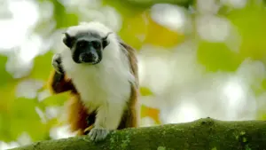 Sauim-de-coleira