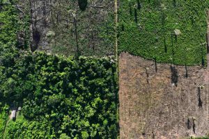 2023-01-20t024203z-56720984-rc2tty95dmys-rtrmadp-3-brazil-environment