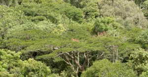 Com mais secas Amazônia perde