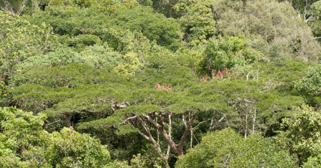 Com mais secas Amazônia perde