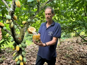 Produtores de cacau do Xingu mostram como inovar