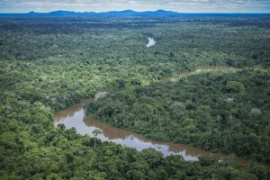 amazonia (1)