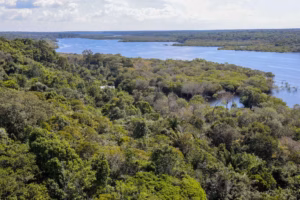 amazonia129