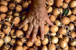 bioeconomia-tucuma-fruto-apreciado-na-culinaria-amazonica