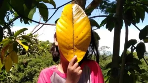 menina-em-regiao-da-amazonia-legal-do-brasil-regiao-e-a-que-tem-maior-taxa-de-violencia-sexual-contra-criancas-e-adolescentes-1754856297124_v2_900x506.jpg