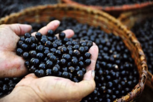 Açai beneficiadores relatam ausência de marco regulatorio que padronize a nomenclatura dos produtos
