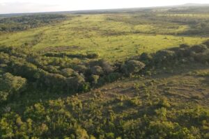 Campos naturais e savanas cobrem cerca de 20 do bioma amazonico