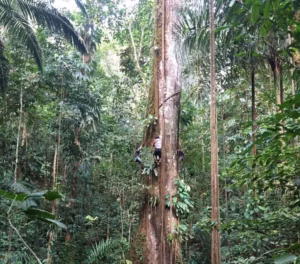 Cientistas na Colombia medindo uma arvore gigante de Ceiba