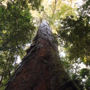 Especie angelim-vermelho que tem mais de 200 anos e 80 metros de altura a maior da Amazonia