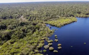 amazonia (2)