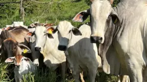 1765147655-gado-de-brinco-2