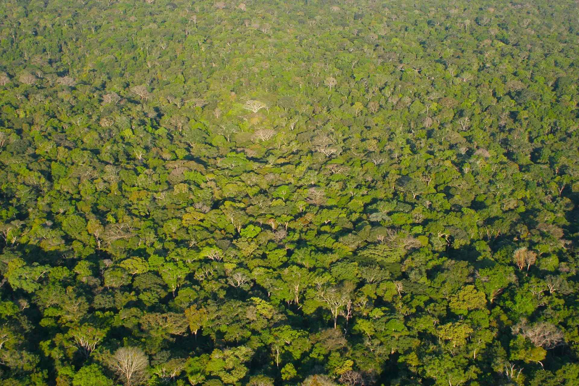 AMAZON_RAINFOREST_IN_BRAZIL_IN_MANAUS_-_Amazonia_fotos_aerea_regiao_de_Manaus_2005_AM_Brasil