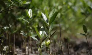 Programa Restaura Amazonia aprova 17 projetos em assentamentos