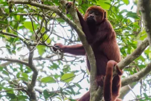 corte_Alouatta-juara_guariba-vermelho_Foto-Miguel-Monteiro-Instituto-Mamiraua