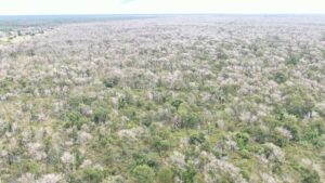 desmatamento-quimico-pantanal-sema-mt-2048x1152-1-1