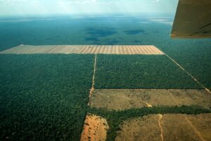 desmatamento-ilegal-no-norte-de-mt-e-alvo-de-operacao-sema-christiano-antonucci