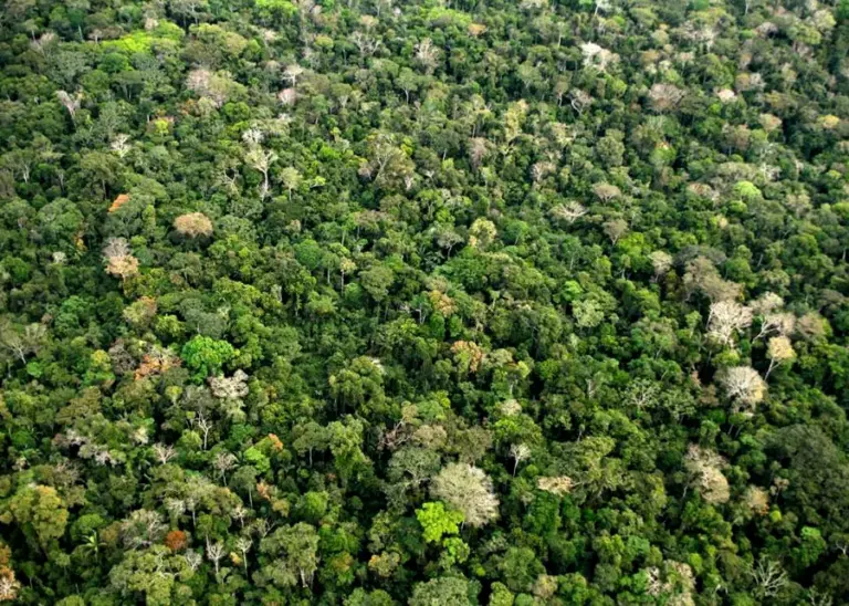 ABi90mMk-230808_EstudoBioeconomiaAmazonia_-Guilherme_Noronha_floresta