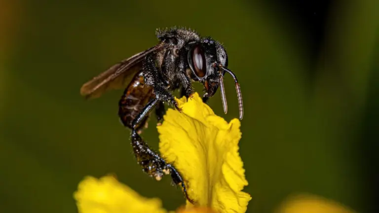 Abelhas da Amazônia Peruana se tornam os primeiros insetos a conquistar direitos legais