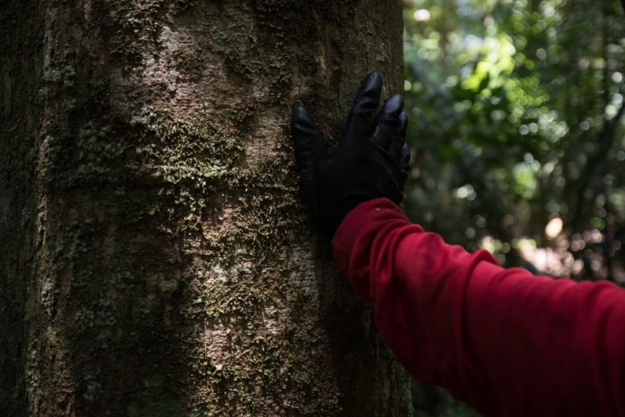 Area de manejo florestal pertencente a empresa Mil Madeira em Itacoatiara, Amazonas, Brasil. Novembro de 2021.