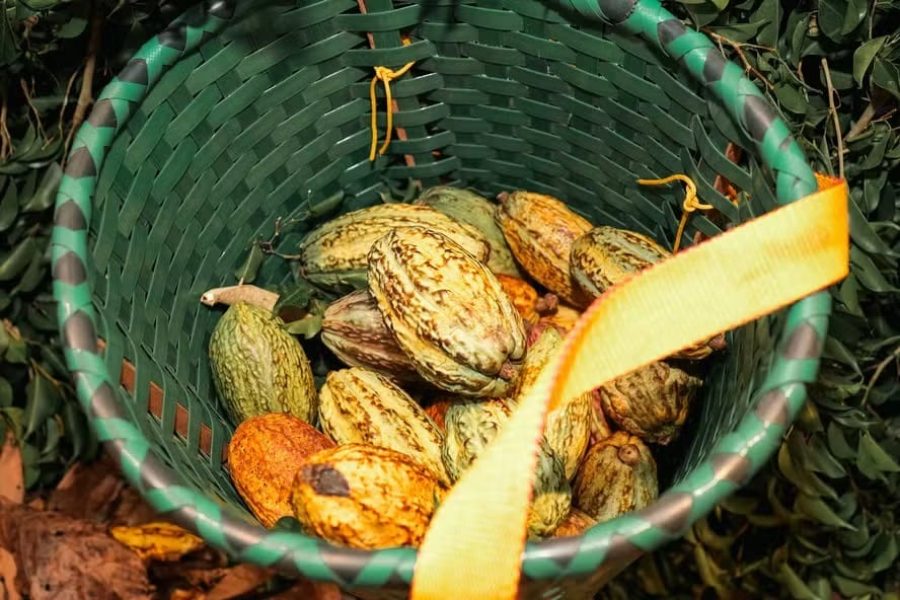 108676553-bv-festival-chocolate-belem-do-para-2024