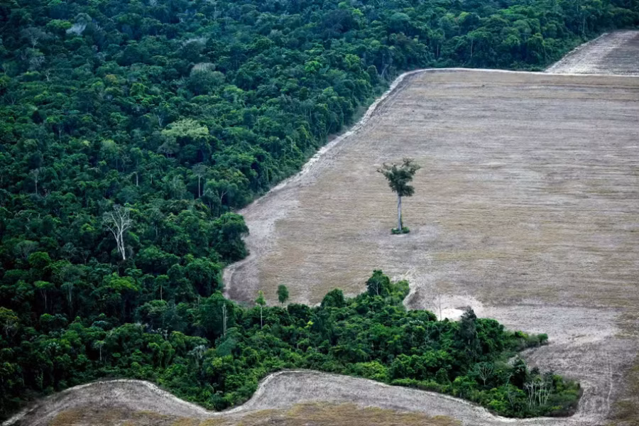 112991629-this-aerial-view-shows-a-tree-standing-at-a-deforested-area-in-the-amazon-rainforest-in-th