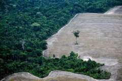 112991629-this-aerial-view-shows-a-tree-standing-at-a-deforested-area-in-the-amazon-rainforest-in-th