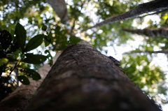 A tree is seen in a forest of wood extraction in the Amazon rainforest