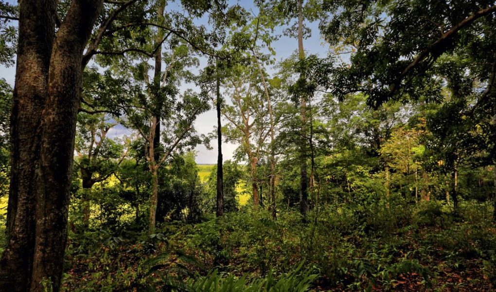 5sbpc-arqueologia-sitio-castanheiras-Igarape-Lago-do-Maraca-r3dim