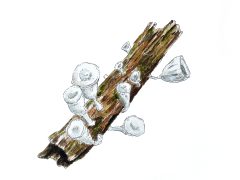 7.-Fungi-Basidiomycota-Agaricales-Omphalotaceae---Gymnopus-montagnei