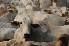 A-C-Moraes-1024x686-1