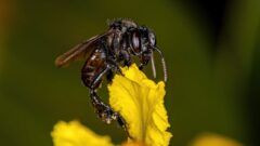 Abelhas da Amazônia Peruana se tornam os primeiros insetos a conquistar direitos legais