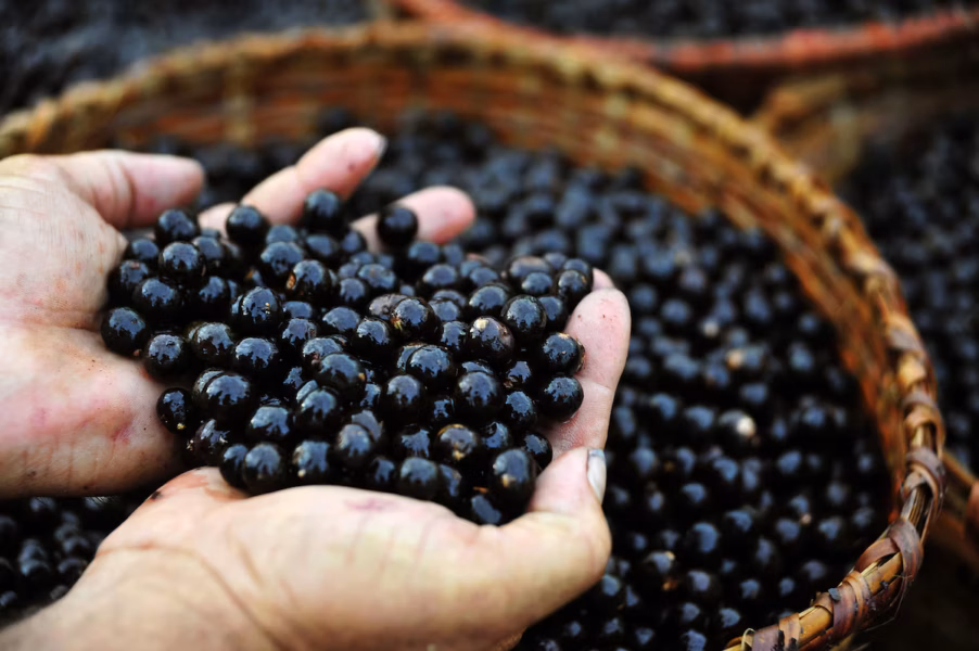 Açai beneficiadores relatam ausência de marco regulatorio que padronize a nomenclatura dos produtos